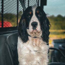 Frey - English Springer Spaniel