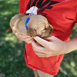 BearCat - Dark golden male Golden Retriever puppy in Calimesa, California from Coppertown Retrievers