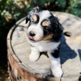 Barnacle - Black tri male Miniature Australian Shepherd puppy in Valley Center, California from DLT MiniAussie