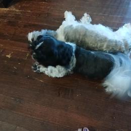 Shih Tzu Puppies from 2 Sons & 4 Paws Puppies