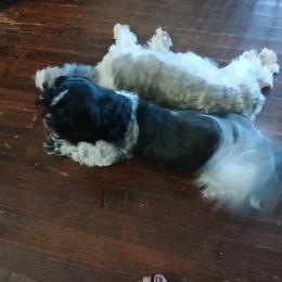 Shih Tzu Puppies from 2 Sons & 4 Paws Puppies