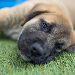 Anatolian Shepherd Dog Puppies from Fiddler’s Dream Anatolians