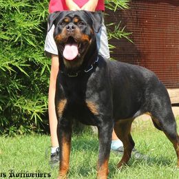 Funny - Rottweiler