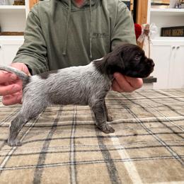 Girl 1 - Brown and gray female Wirehaired Pointing Griffon puppy in Shelley, Idaho from Western Gundogs