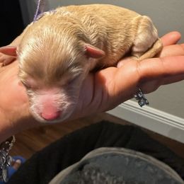 Yorkipoo Puppies from Racquel Smith