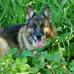 Apollo - German Shepherd