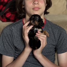 Pandora Boxx - Black and tan female Dachshund puppy in Florence County, South Carolina from Modern Family Standards