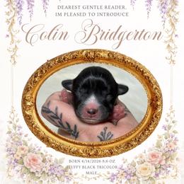 Colin - Black and white male American Corgi puppy in Greenwood, Indiana from Witch Creek Corgis