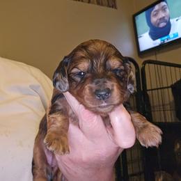 Girl 3 - Dapple female Dachshund puppy in Lansing, Michigan from Black Thunder 517 Cane Corso and Dachshunds