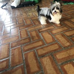 Yorkshire Terrier Puppies from Mountain Magic Yorkies