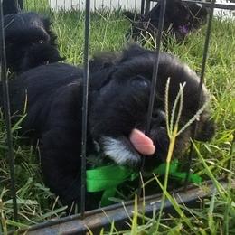 Homer - Black and white male Shih Tzu puppy in Troutville, Virginia from Mountain Pass Barn