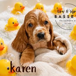 Karen - Mahogany and white female Basset Hound puppy in Tollesboro, Kentucky from Low and Slow Bassets