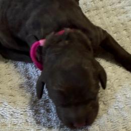 Hot Pink - Chocolate female Goldendoodle puppy in Arlington, Texas from Chambers Doodle Patch