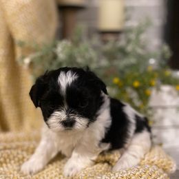 Boy 3 - Black and white male Shih Tzu puppy in Lexington, North Carolina from SCS Shih Tzus