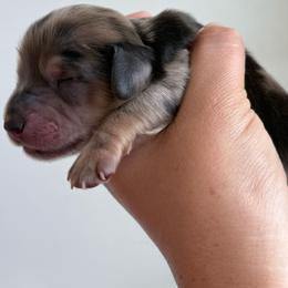 Theodore - Dapple male Dachshund puppy in Colorado Springs, Colorado from Clear Creek Dachshunds