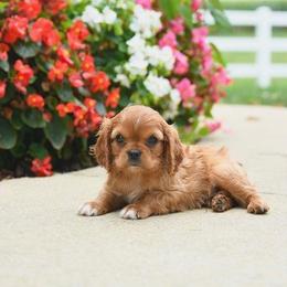 Alayna - Ruby female Cavalier King Charles Spaniel puppy in Sacramento, California from Edens Edge Cavaliers