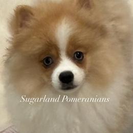 Lady Marmalade - Orange parti female Pomeranian puppy in Palatka, Florida from Sugarland Pomeranians