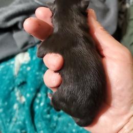 Boy 5 - Black male Pomeranian puppy in Tulsa County, Oklahoma from CP Kennels