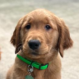 Golden Retriever Puppies from River City Goldens