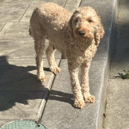 Bella - Goldendoodle