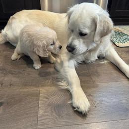Golden Retriever Puppies from Mule City Kennels