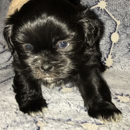 Shih Tzu Puppies from N.F.S.T Imperial ShihTzu Puppies.