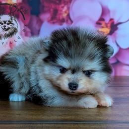 King - Blue merle male Pomeranian puppy in Fultonville, New York from Sandy Aussies & Pomeranians