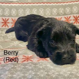 Berry (Red) - Black male Scottish Terrier puppy in Jefferson, North Carolina from McGuire’s High Country Terriers