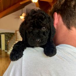 Girl 1 - Black female Bernedoodle puppy in Milford, Ohio from Doodle Duo