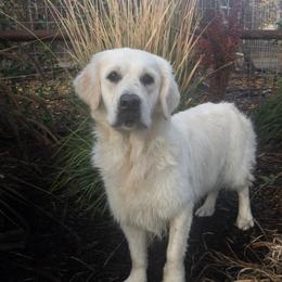Kitti - Golden Retriever