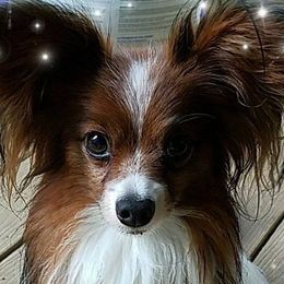 Border Collies and Papillons from Larimar Border Collies and Papillons