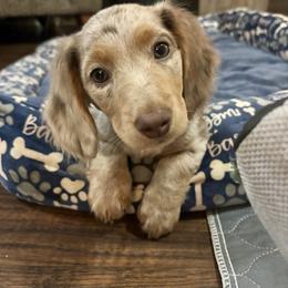 Sage - Dachshund