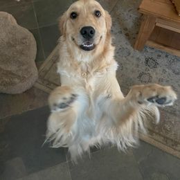 Golden Retriever Puppies from PSI LOVE YOU Goldens