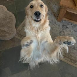Golden Retriever Puppies from PSI LOVE YOU Goldens