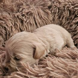 Miniature Schnauzer Puppies from 1 Smart choice Schnauzers babies