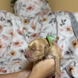 Goldendoodle Puppies from Royal Goldendoodle