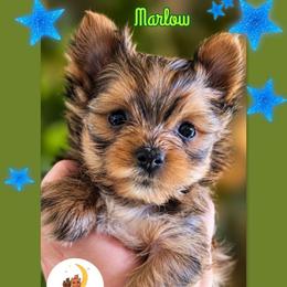 Marlow - Sable male Yorkshire Terrier puppy in Moses Lake, Washington from Harmony Hills Yorkies