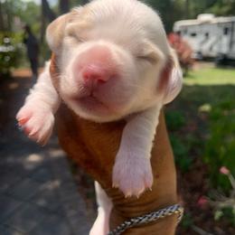 Chrissy - Dapple female Dachshund puppy in Westlake, Florida from Lazy Acres Farm