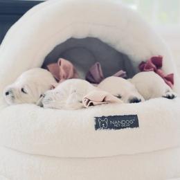 Pick 1 - Light golden female Golden Retriever puppy in Deer Lodge, Tennessee from SelahGold