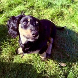 Florin - Piebald female Dachshund puppy in Spokane, Washington from Beautiful Beans