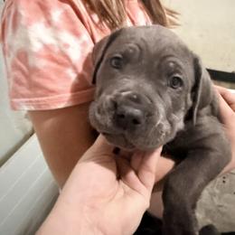 Orange - Gray male Cane Corso puppy in Sullivan, Missouri from Midwest Cane Corso in Action