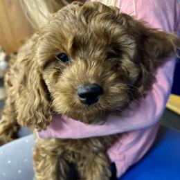 Simon - Red male Cavapoo puppy in Lititz, Pennsylvania from Painter Puppies