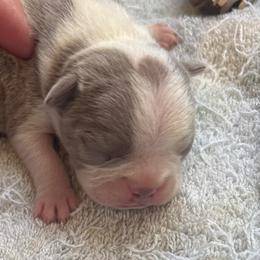 J3 Lilac male - Lilac male Boston Terrier puppy in Mc Donough, Georgia from Ballard Boston Terriers