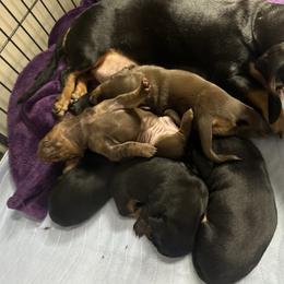 Dachshund puppies from Freyja’s Legacy Dachshunds