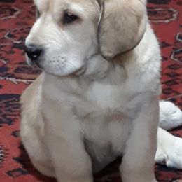 Spanish Mastiffs from Manzinita Farm Spanish Mastiffs