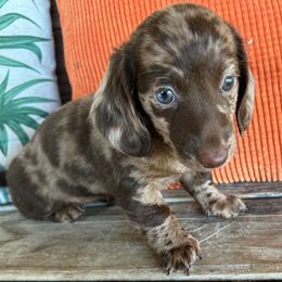 Fancy - Dapple female Dachshund puppy in Purmela, Texas from FLYING L Dachshund Academy