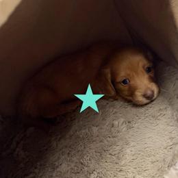 Lola - Red female Dachshund puppy in St Johns, Arizona from Glamorous Doxies