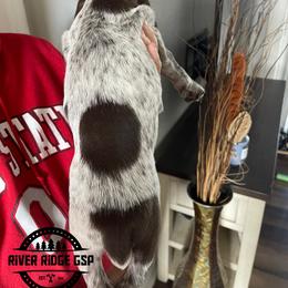 Female 3 - Liver roan female German Shorthaired Pointer puppy in Weeki Wachee, Florida from River Ridge GSP
