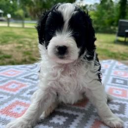 Rip - Black and white male Aussiedoodle puppy in Liberty, Texas from Poodles and Doodles Most Excellent Adventures