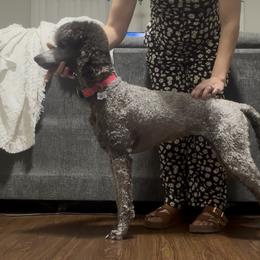 Jolene - Poodle